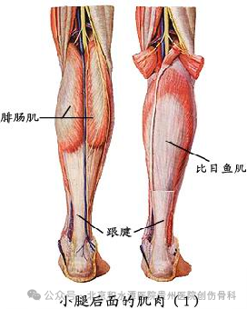 踝泵运动操作流程_踝泵运动的方法_踝泵运动原理视频