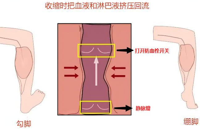 踝泵运动操作流程_踝泵运动原理视频_踝泵运动的方法